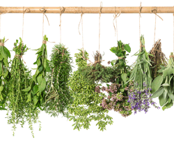 Fitoterapia, Ervanária e Saúde Natural