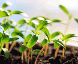 Sistemas de Gestão Ambiental de acordo com a Norma ISO 14001:2015